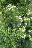 Pycnanthemum tenuifolium - Narrowleaf Mountain Mint - 3" Pot