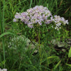 Pycnanthemum tenuifolium - Narrowleaf Mountain Mint
