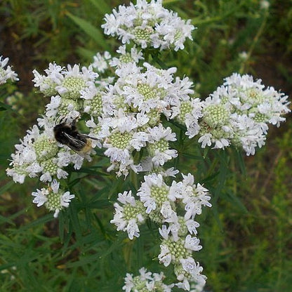 Pycnanthemum virginianum - Mountain Mint