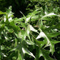 Quercus velutina - Black Oak - 38 Plug Tray