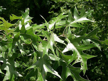 Quercus velutina - Black Oak