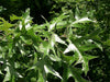 Quercus velutina - Black Oak