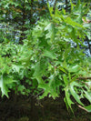 Quercus palustris - Pin Oak