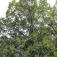 Quercus velutina - Black Oak - 38 Plug Tray