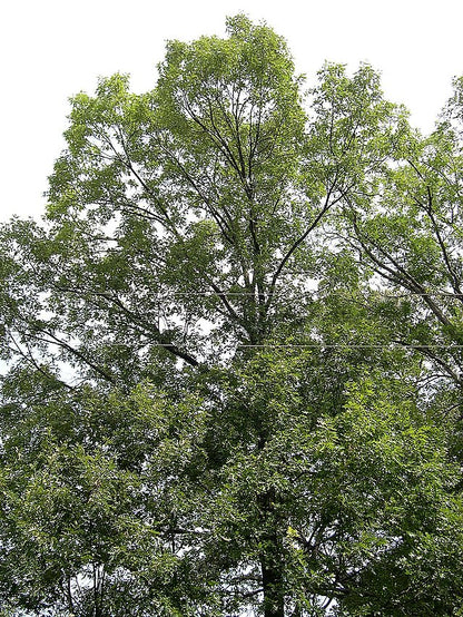 Quercus velutina - Black Oak - 1 Gallon Pot
