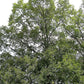 Quercus velutina - Black Oak