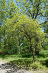 Quercus prinoides - Dwarf Chinkapin Oak