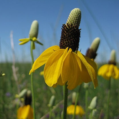 Ratibida columnifera - Long-headed Coneflower - 38 Plug Tray