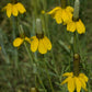 Ratibida columnifera - Long-headed Coneflower - 38 Plug Tray