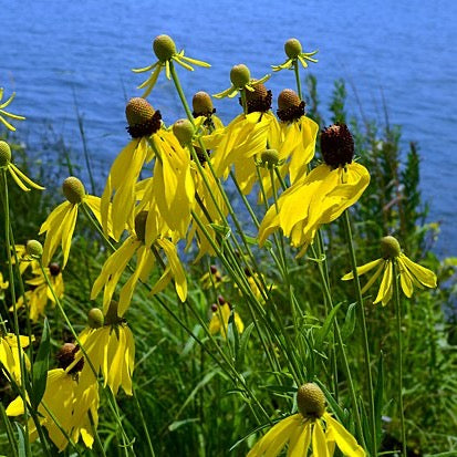 Ratibida pinnata - Yellow Coneflower - 38 Plug Tray