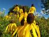 Ratibida pinnata - Yellow Coneflower