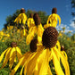 Ratibida pinnata - Yellow Coneflower - 38 Plug Tray