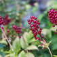 Actaea rubra - Red Baneberry