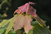 Acer rubrum - Red Maple