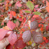 Rhus aromatica - Fragrant Sumac