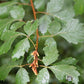 Rhus aromatica - Fragrant Sumac