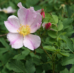 Rosa arkansana - Prairie Rose - 3" Pot