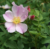 Rosa arkansana - Prairie Rose - 3" Pot