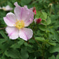 Rosa arkansana - Prairie Rose