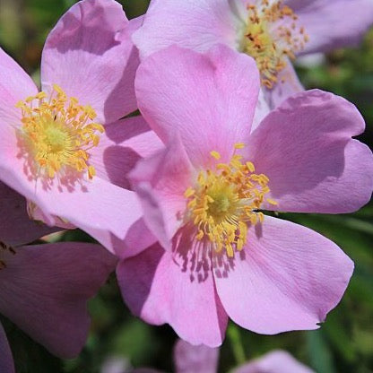 Rosa arkansana - Prairie Rose