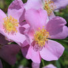 Rosa arkansana - Prairie Rose