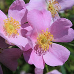 Rosa arkansana - Prairie Rose - 3" Pot