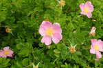 Rosa arkansana - Prairie Rose - 3" Pot