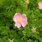 Rosa arkansana - Prairie Rose
