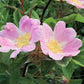 Rosa blanda - Early Wild Rose - 3" Pot