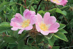 Rosa blanda - Early Wild Rose - 3" Pot