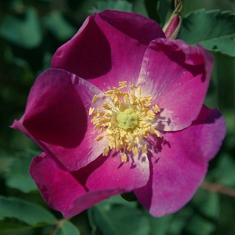 Rosa blanda - Early Wild Rose - 3" Pot