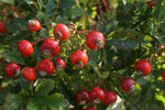 Rosa carolina - Carolina Rose - 3" Pot