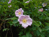 Rosa carolina - Carolina Rose - 3" Pot