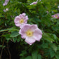 Rosa carolina - Carolina Rose