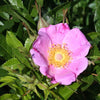 Rosa carolina - Carolina Rose