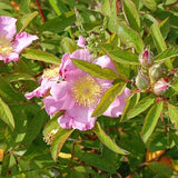 Rosa palustris - Swamp Rose - 3" Pot