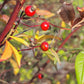 Rosa palustris - Swamp Rose - 3" Pot