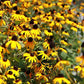 Rudbeckia fulgida - Orange Coneflower - 3" Pot