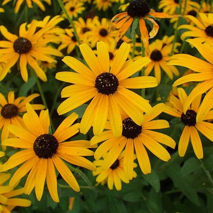 Rudbeckia fulgida - Orange Coneflower - 3" Pot