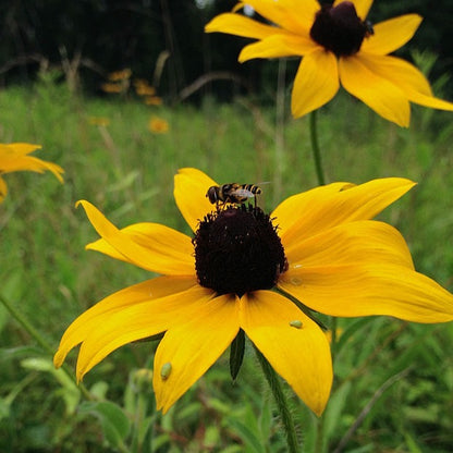 Rudbeckia hirta - Black Eyed Susan - 3" Pot