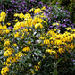 Rudbeckia laciniata - Wild Golden Glow