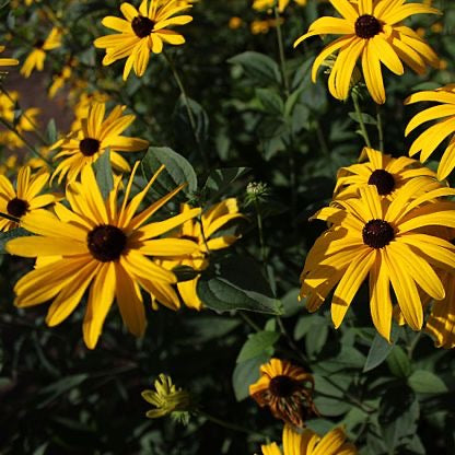 Rudbeckia subtomentosa - Sweet Black-eyed Susan - 3" Pot