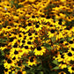 Rudbeckia triloba - Brown-eyed Susan - 38 Plug Tray