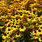 Rudbeckia triloba - Brown-eyed Susan