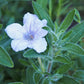 Ruellia humilis - Wild Petunia - 3" Pot