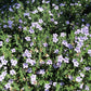 Ruellia humilis - Wild Petunia