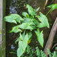 Sagittaria latifolia - Common Arrowhead - 38 Plug Tray