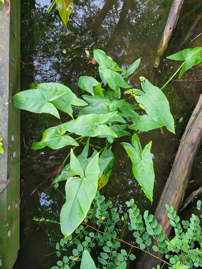 Peltandra virginica - Arrow Arum