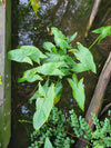 Peltandra virginica - Arrow Arum