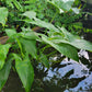 Sagittaria latifolia - Common Arrowhead - 38 Plug Tray